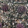 Purple Cactus Neochilenia Jussieui Live Plant 3.5" Pot Rare Succulent