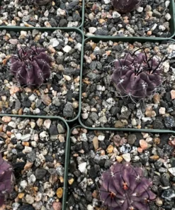 Purple Cactus Neochilenia Jussieui Live Plant 3.5" Pot Rare Succulent