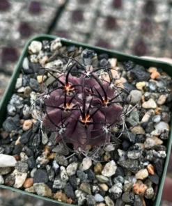 Purple Cactus Neochilenia Jussieui Live Plant 3.5" Pot Rare Succulent