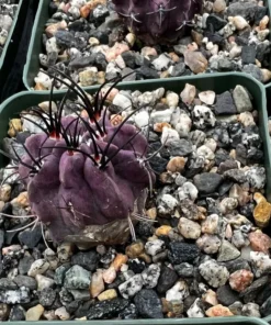 Purple Cactus Neochilenia Jussieui Live Plant 3.5