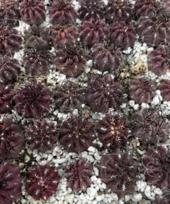 Purple Cactus Neochilenia Jussieui Live Plant 3.5