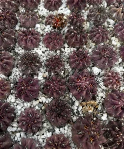 Purple Cactus Neochilenia Jussieui Live Plant 3.5