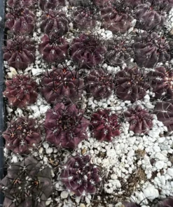 Purple Cactus Neochilenia Jussieui Live Plant 3.5