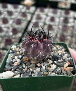 Purple Cactus Neochilenia Jussieui Live Plant 3.5