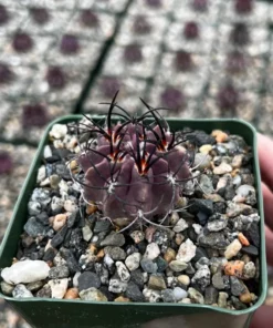 Purple Cactus Neochilenia Jussieui Live Plant 3.5