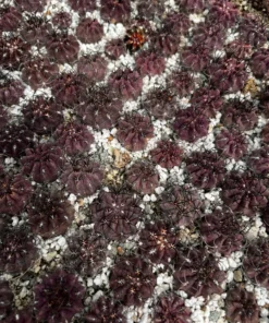 Purple Cactus Neochilenia Jussieui Live Plant 3.5