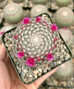 Rainbow Pincushion, Mammillaria Rhodantha, Spherical Cactus in 3" pot