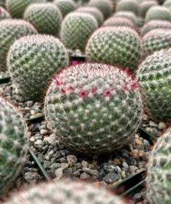 Rainbow Pincushion, Mammillaria Rhodantha, Spherical Cactus in 3" pot