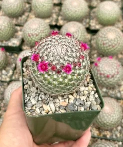 Rainbow Pincushion, Mammillaria Rhodantha, Spherical Cactus in 3