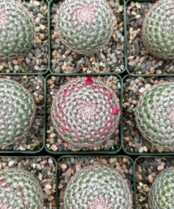 Rainbow Pincushion, Mammillaria Rhodantha, Spherical Cactus in 3