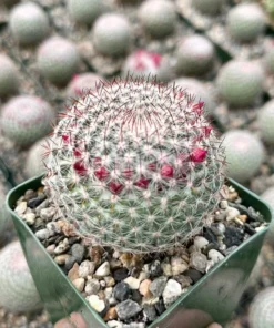 Rainbow Pincushion, Mammillaria Rhodantha, Spherical Cactus in 3