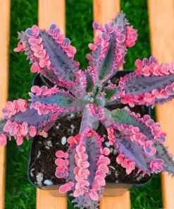 Rare Kalanchoe Pink Butterfly Succulent – Live Mother of Thousands Plant in 2.5" or 4" Pot