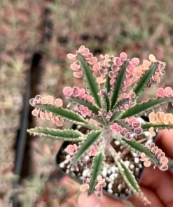 Rare Kalanchoe Pink Butterfly Succulent – Live Mother of Thousands Plant in 2.5