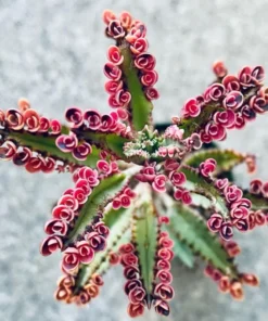 Rare Kalanchoe Pink Butterfly Succulent – Live Mother of Thousands Plant in 2.5