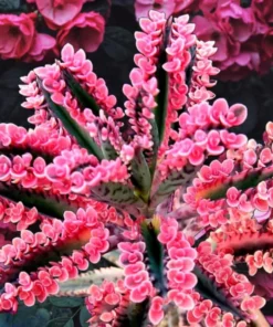 Rare Kalanchoe Pink Butterfly Succulent – Live Mother of Thousands Plant in 2.5