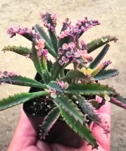 Rare Kalanchoe Pink Butterfly Succulent – Live Mother of Thousands Plant in 2.5