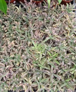 Rare Kalanchoe Pink Butterfly Succulent – Live Mother of Thousands Plant in 2.5
