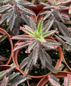 Rare Kalanchoe Pink Butterfly Succulent – Live Mother of Thousands Plant in 2.5