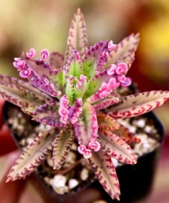 Rare Kalanchoe Pink Butterfly Succulent – Live Mother of Thousands Plant in 2.5
