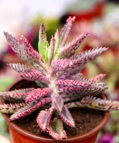 Rare Kalanchoe Pink Butterfly Succulent – Live Mother of Thousands Plant in 2.5