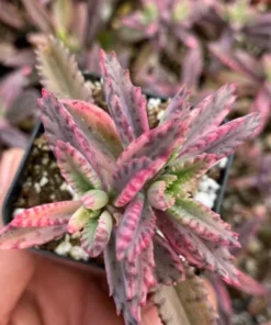 Rare Kalanchoe Pink Butterfly Succulent – Live Mother of Thousands Plant in 2.5
