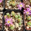 Rare Lithop Conophytum Minutum Cluster Live Plant 2.5" Pot Succulent