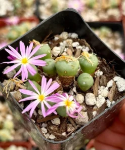 Rare Lithop Conophytum Minutum Cluster Live Plant 2.5" Pot Succulent