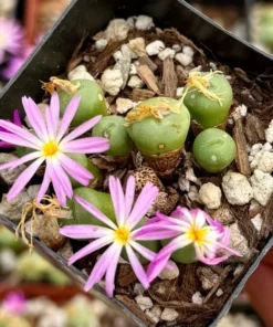 Rare Lithop Conophytum Minutum Cluster Live Plant 2.5