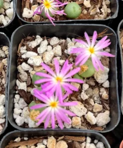 Rare Lithop Conophytum Minutum Cluster Live Plant 2.5