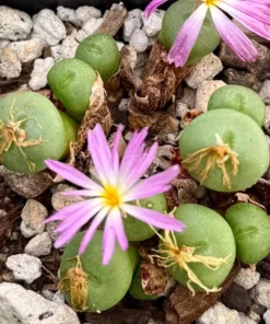 Rare Lithop Conophytum Minutum Cluster Live Plant 2.5