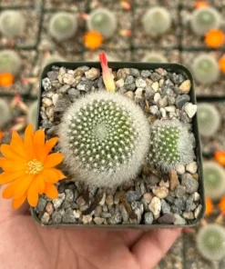 Rebutia Fiebrigii Blooming Cactus Live Plant 3" Pot Orange/Red Flower