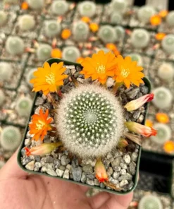 Rebutia Fiebrigii Blooming Cactus Live Plant 3