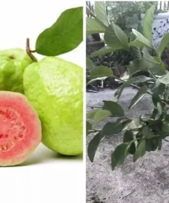 Red Guava 15”-25” Grafting Tree Planting Exotic Delicious / Give Fruits Soon