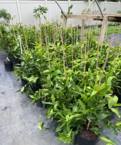 Red Wax Jambu Tree 2-3 Feet Tall