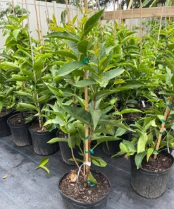 Red Wax Jambu Tree 2-3 Feet Tall