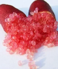 Red finger lime tree grafted 2-3ft tall.