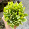 Ripple Jade Plant 4" Pot Succulent Crassula Arborescens Undulatifolia Wavy Leaves