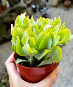 Ripple Jade Plant 4" Pot Succulent Crassula Arborescens Undulatifolia Wavy Leaves