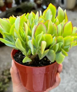 Ripple Jade Plant 4