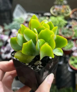 Ripple Jade, Silver Dollar Jade, Crassula Arborescens Undulatifolia, 2'' Pot, Succulent