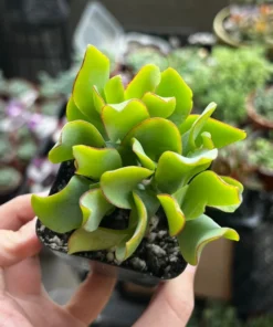 Ripple Jade, Silver Dollar Jade, Crassula Arborescens Undulatifolia, 2'' Pot, Succulent