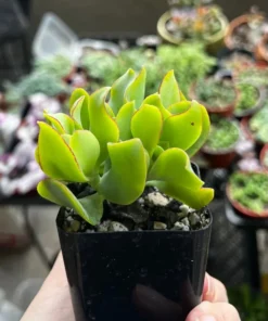 Ripple Jade, Silver Dollar Jade, Crassula Arborescens Undulatifolia, 2'' Pot, Succulent