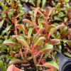Ruby Glow, Ruby Peperomia, Peperomia Graveolens, Red Houseplant in 4" pot
