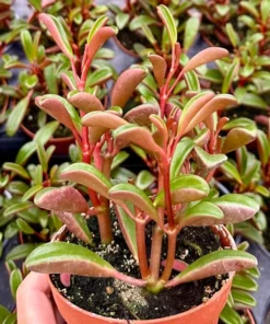 Ruby Glow, Ruby Peperomia, Peperomia Graveolens, Red Houseplant in 4" pot