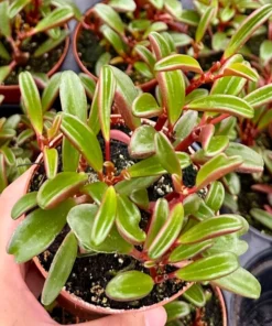 Ruby Glow, Ruby Peperomia, Peperomia Graveolens, Red Houseplant in 4