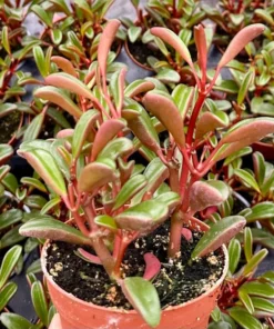 Ruby Glow, Ruby Peperomia, Peperomia Graveolens, Red Houseplant in 4