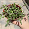 Ruby Necklace Succulent Plant 6'' 4'' 2'' Othonna Capensis Purple Pink Trailing Hanging