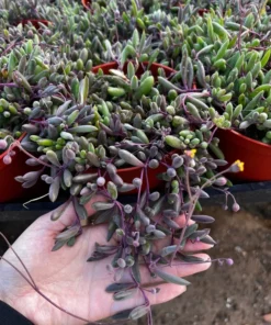 Ruby Necklace Succulent Plant 6'' 4'' 2'' Othonna Capensis Purple Pink Trailing Hanging