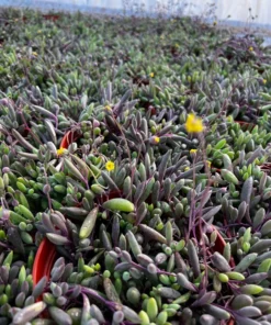 Ruby Necklace Succulent Plant 6'' 4'' 2'' Othonna Capensis Purple Pink Trailing Hanging