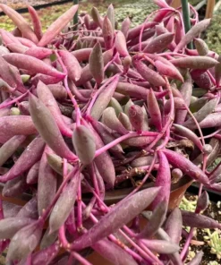 Ruby Necklace Succulent Plant 6'' 4'' 2'' Othonna Capensis Purple Pink Trailing Hanging